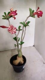 Planta Dobrada 3592 – 40cm – 03 anos - Imagem 5