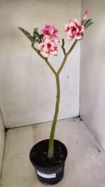 Planta Dobrada 3593 – 35cm – 03 anos - Imagem 2