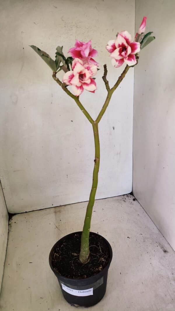 Planta Dobrada 3593 – 35cm – 03 anos - Imagem 2