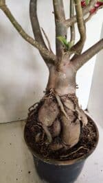 Planta Dobrada 3593 – 65cm – 06 anos - Imagem 9