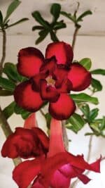 Planta Dobrada 3593 – 65cm – 06 anos - Imagem 3