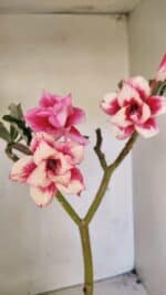 Planta Dobrada 3593 – 35cm – 03 anos