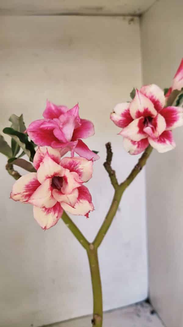 Planta Dobrada 3593 – 35cm – 03 anos - Imagem 1