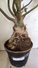 Planta Dobrada 3593 – 65cm – 06 anos - Imagem 15