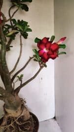 Planta Dobrada 3593 – 65cm – 06 anos - Imagem 14