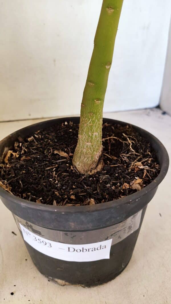 Planta Dobrada 3593 – 35cm – 03 anos - Imagem 8