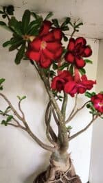 Planta Dobrada 3593 – 65cm – 06 anos - Imagem 7