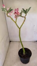 Planta Dobrada 3593 – 35cm – 03 anos - Imagem 6