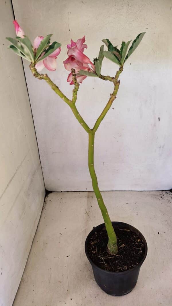 Planta Dobrada 3593 – 35cm – 03 anos - Imagem 6