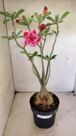 Planta Dobrada 3594 – 50cm – 04 anos