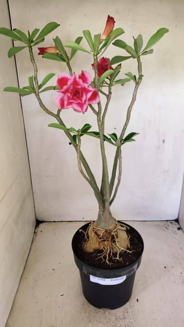 Planta Dobrada 3594 – 50cm – 04 anos - Imagem 1