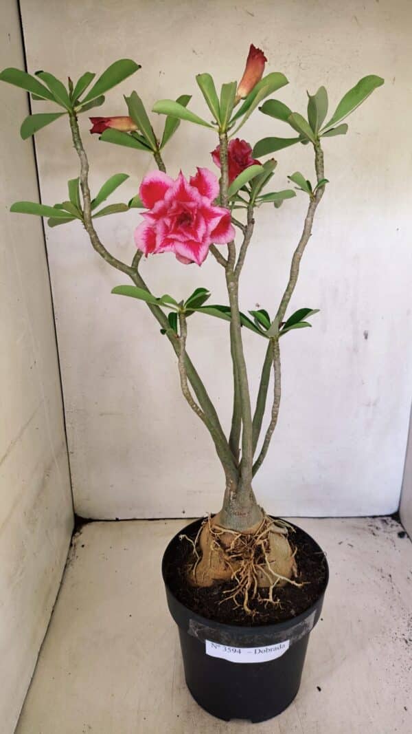 Planta Dobrada 3594 – 50cm – 04 anos - Imagem 7