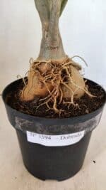 Planta Dobrada 3594 – 50cm – 04 anos - Imagem 5