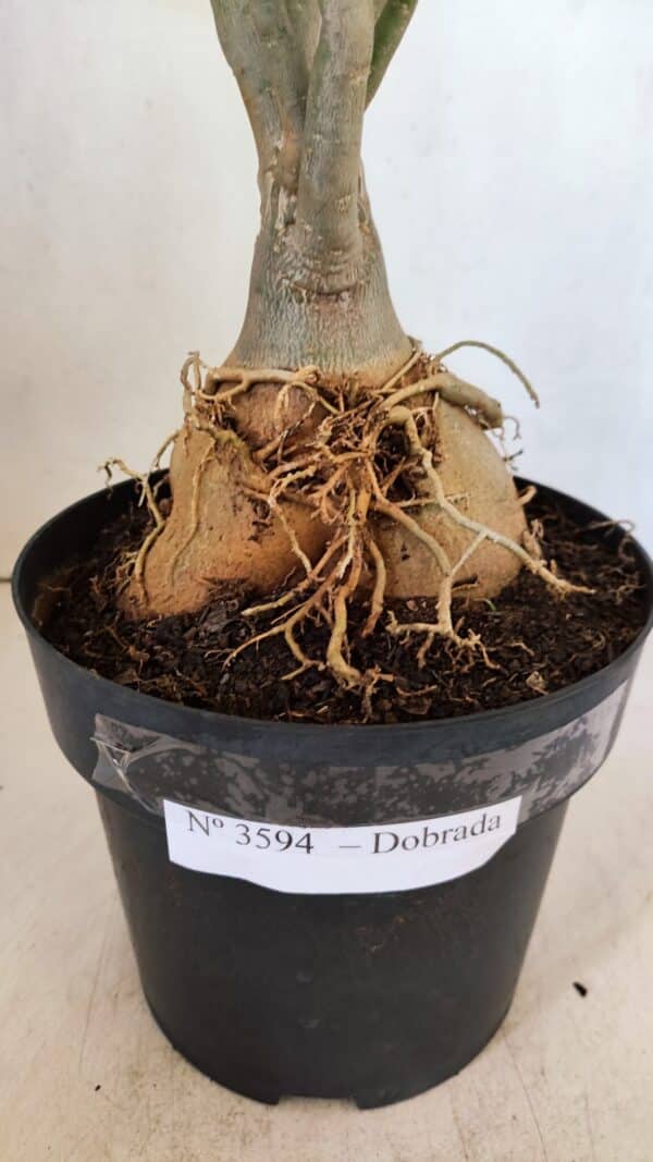 Planta Dobrada 3594 – 50cm – 04 anos - Imagem 5