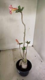 Planta Dobrada 3594 – 35cm – 03 anos - Imagem 6