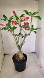 Planta Dobrada 3594 – 50cm – 04 anos - Imagem 8