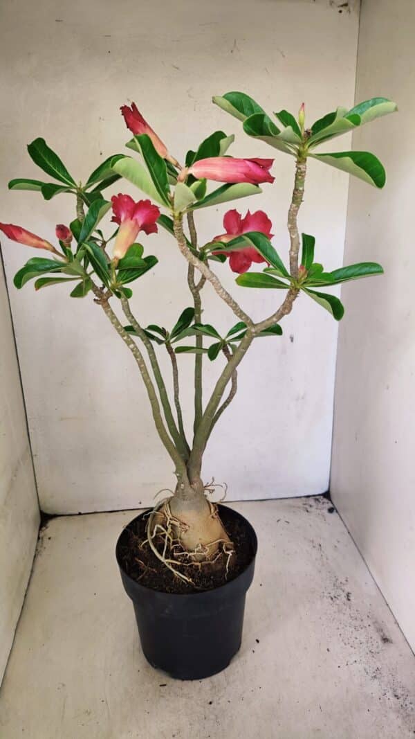 Planta Dobrada 3594 – 50cm – 04 anos - Imagem 8