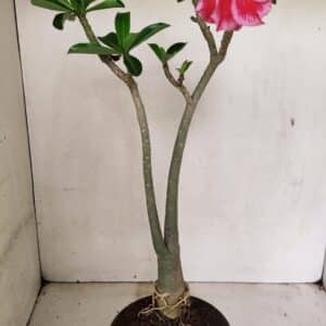 Planta Dobrada 3595 – 35cm – 03 anos