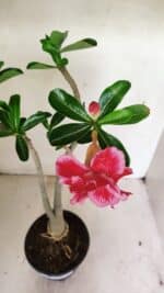 Planta Dobrada 3595 – 35cm – 03 anos - Imagem 4