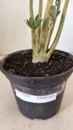 Planta Dobrada 3595 – 30cm – 02 anos - Imagem 6