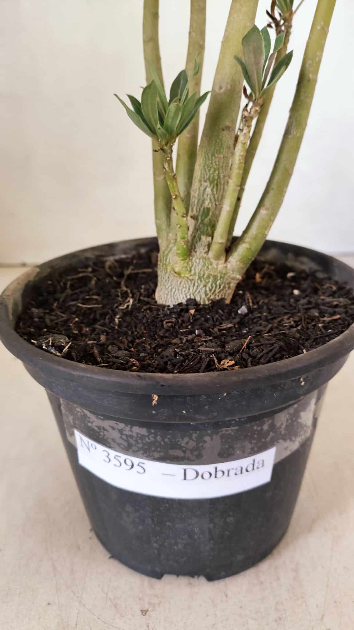 DOBRADA 3595 (2) Planta Dobrada 3595 – 30cm – 02 anos - Imagem 6