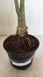 Planta Dobrada 3595 – 35cm – 03 anos - Imagem 7