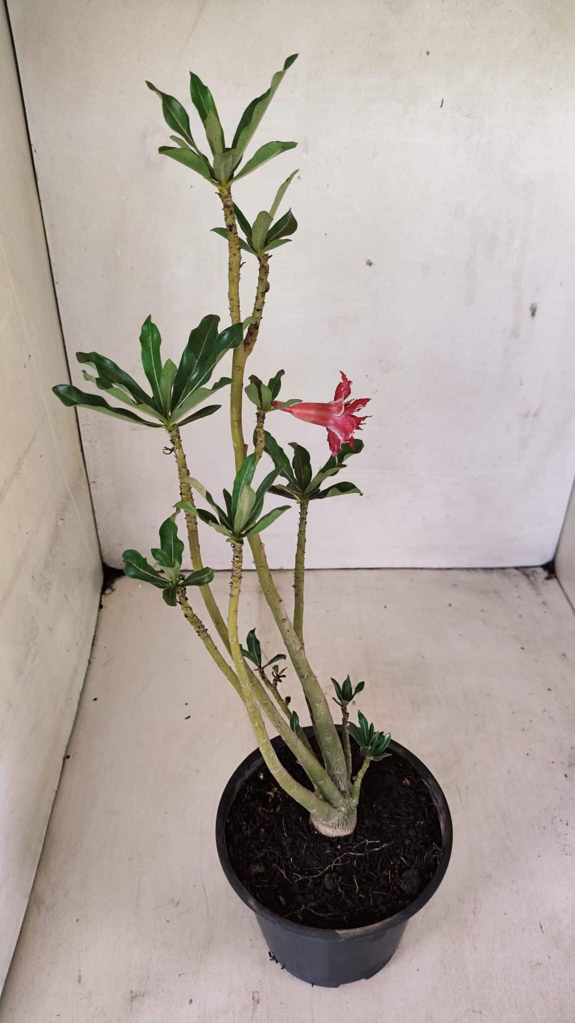 DOBRADA 3595 (3) Planta Dobrada 3595 – 30cm – 02 anos - Imagem 5