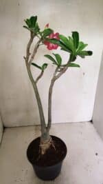 Planta Dobrada 3595 – 35cm – 03 anos - Imagem 6