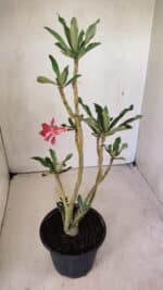 Planta Dobrada 3595 – 30cm – 02 anos - Imagem 4