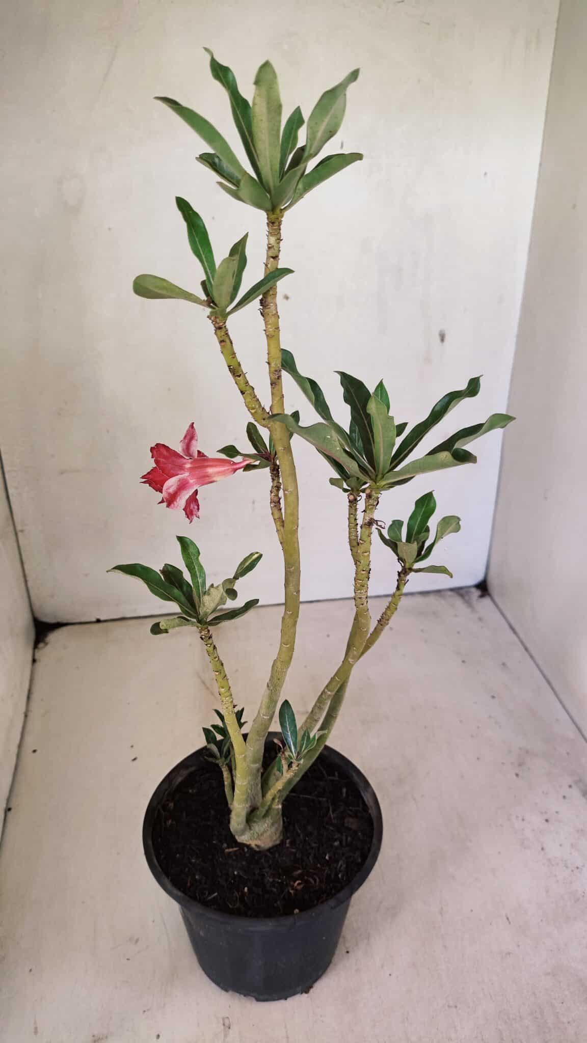 DOBRADA 3595 (4) Planta Dobrada 3595 – 30cm – 02 anos - Imagem 4