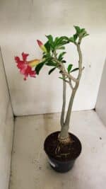 Planta Dobrada 3595 – 35cm – 03 anos - Imagem 5