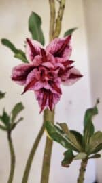 Planta Dobrada 3595 – 30cm – 02 anos