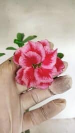 Planta Dobrada 3595 – 35cm – 03 anos - Imagem 3