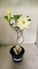 Planta Dobrada 3596 – 35cm – 03 anos