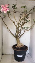 Planta Dobrada 3596 – 70cm – 06 anos