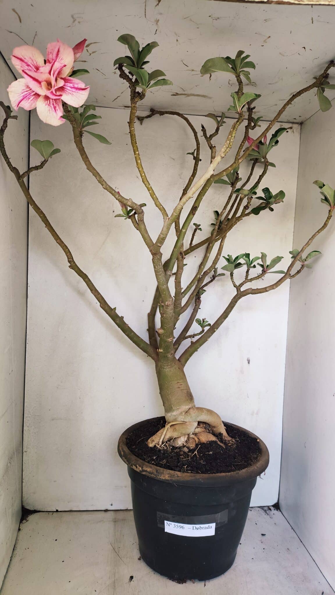 DOBRADA 3596 (1) Planta Dobrada 3596 – 70cm – 06 anos - Imagem 1