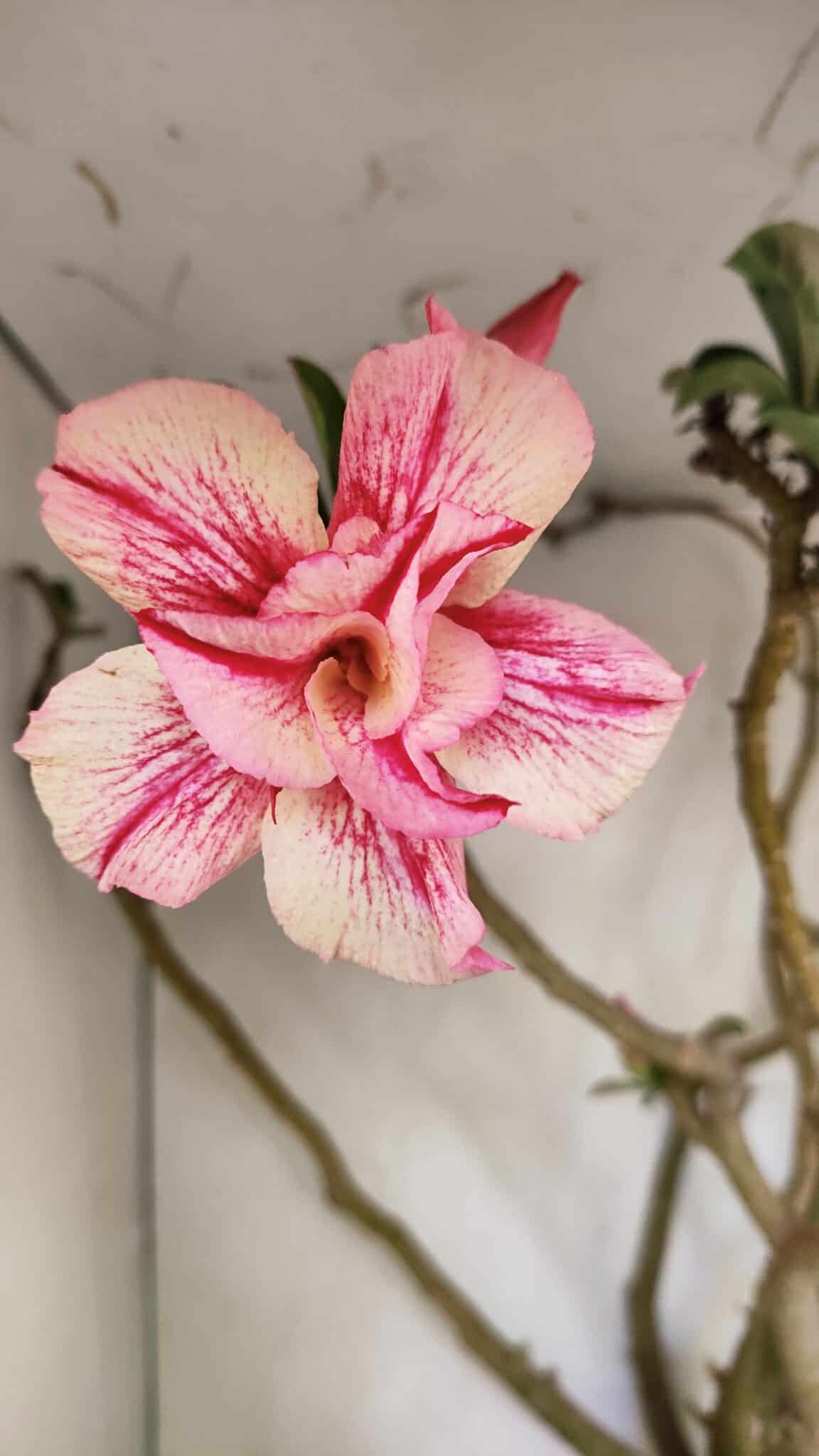 DOBRADA 3596 (10) Planta Dobrada 3596 – 70cm – 06 anos - Imagem 3