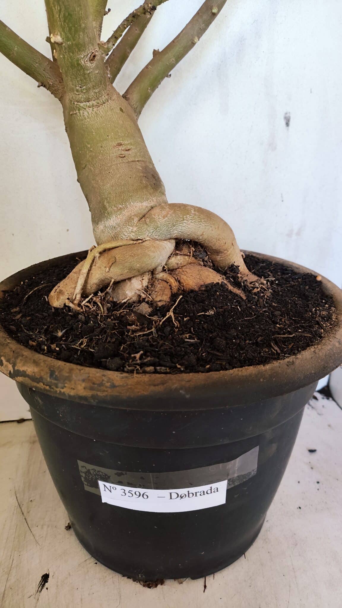 DOBRADA 3596 (2) Planta Dobrada 3596 – 70cm – 06 anos - Imagem 7