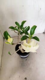 Planta Dobrada 3596 – 35cm – 03 anos - Imagem 4