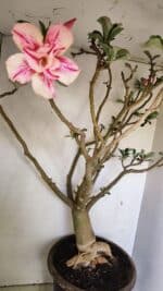 Planta Dobrada 3596 – 70cm – 06 anos - Imagem 4