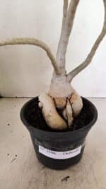 Planta Dobrada 3596 – 35cm – 03 anos - Imagem 8