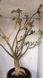 Planta Dobrada 3596 – 70cm – 06 anos - Imagem 11