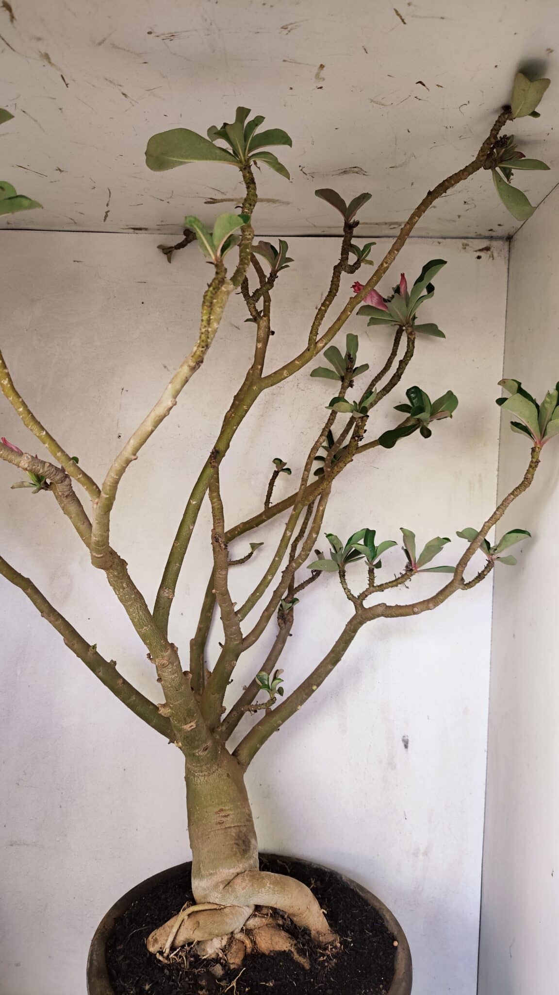 DOBRADA 3596 (4) Planta Dobrada 3596 – 70cm – 06 anos - Imagem 11