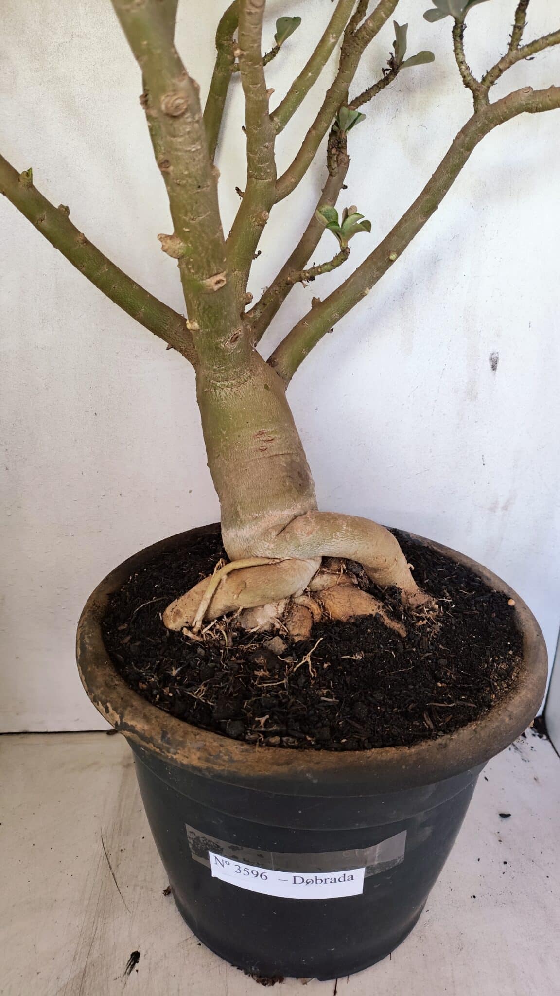 DOBRADA 3596 (5) Planta Dobrada 3596 – 70cm – 06 anos - Imagem 10