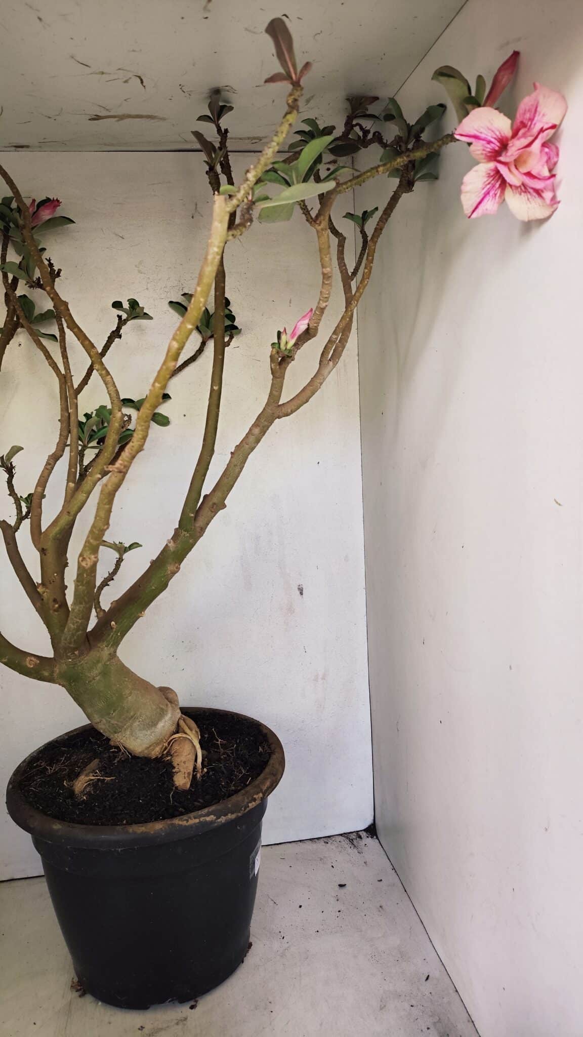 DOBRADA 3596 (6) Planta Dobrada 3596 – 70cm – 06 anos - Imagem 9