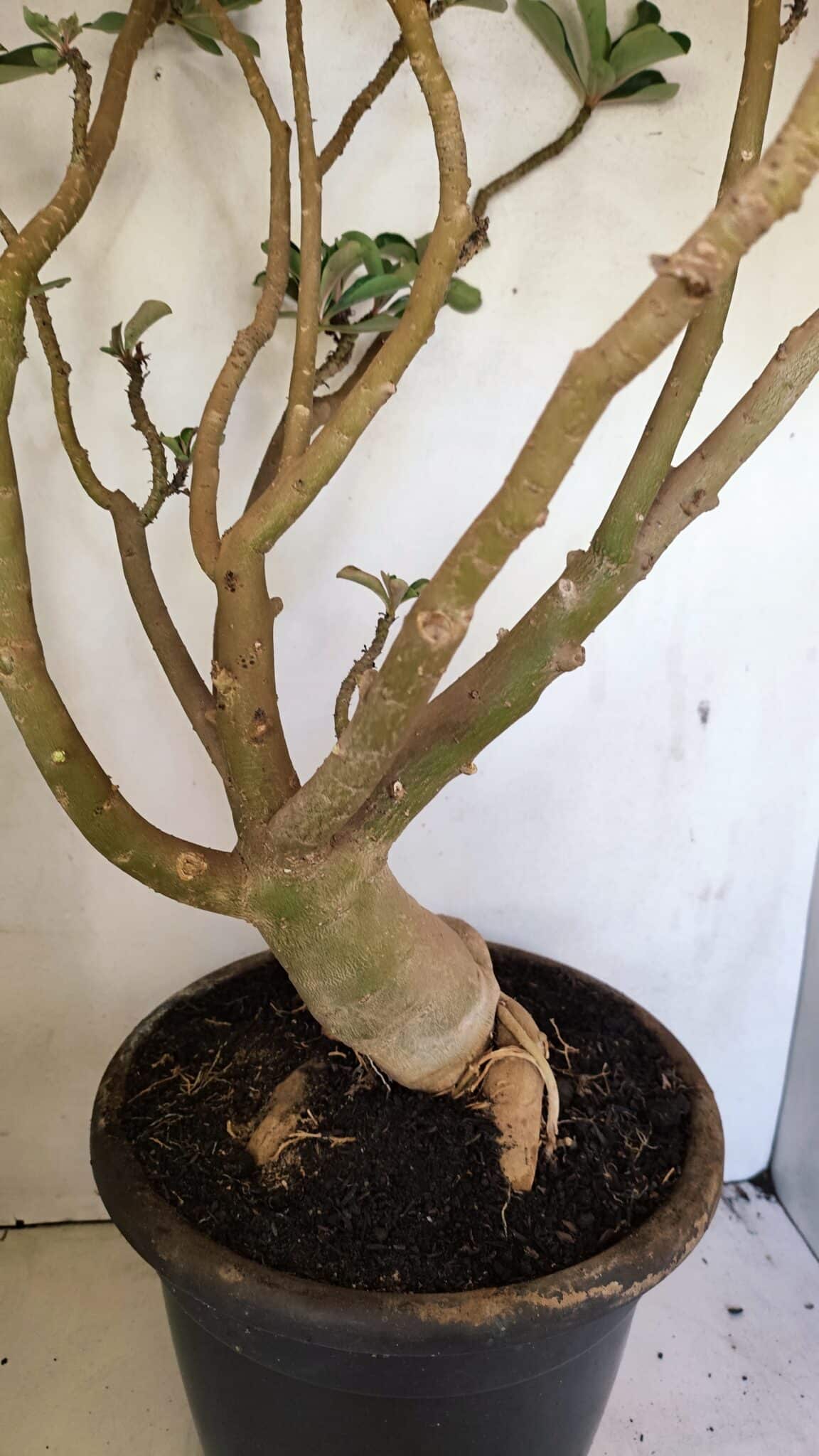 DOBRADA 3596 (7) Planta Dobrada 3596 – 70cm – 06 anos - Imagem 8