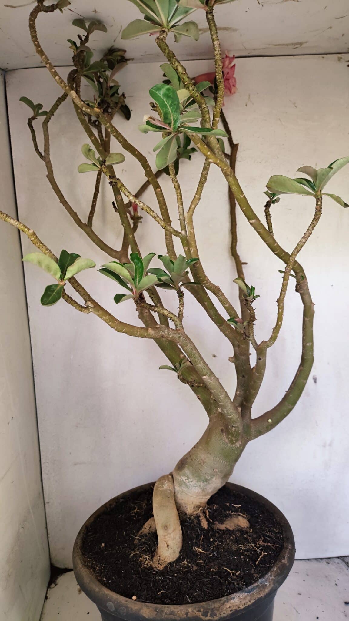 DOBRADA 3596 (8) Planta Dobrada 3596 – 70cm – 06 anos - Imagem 6