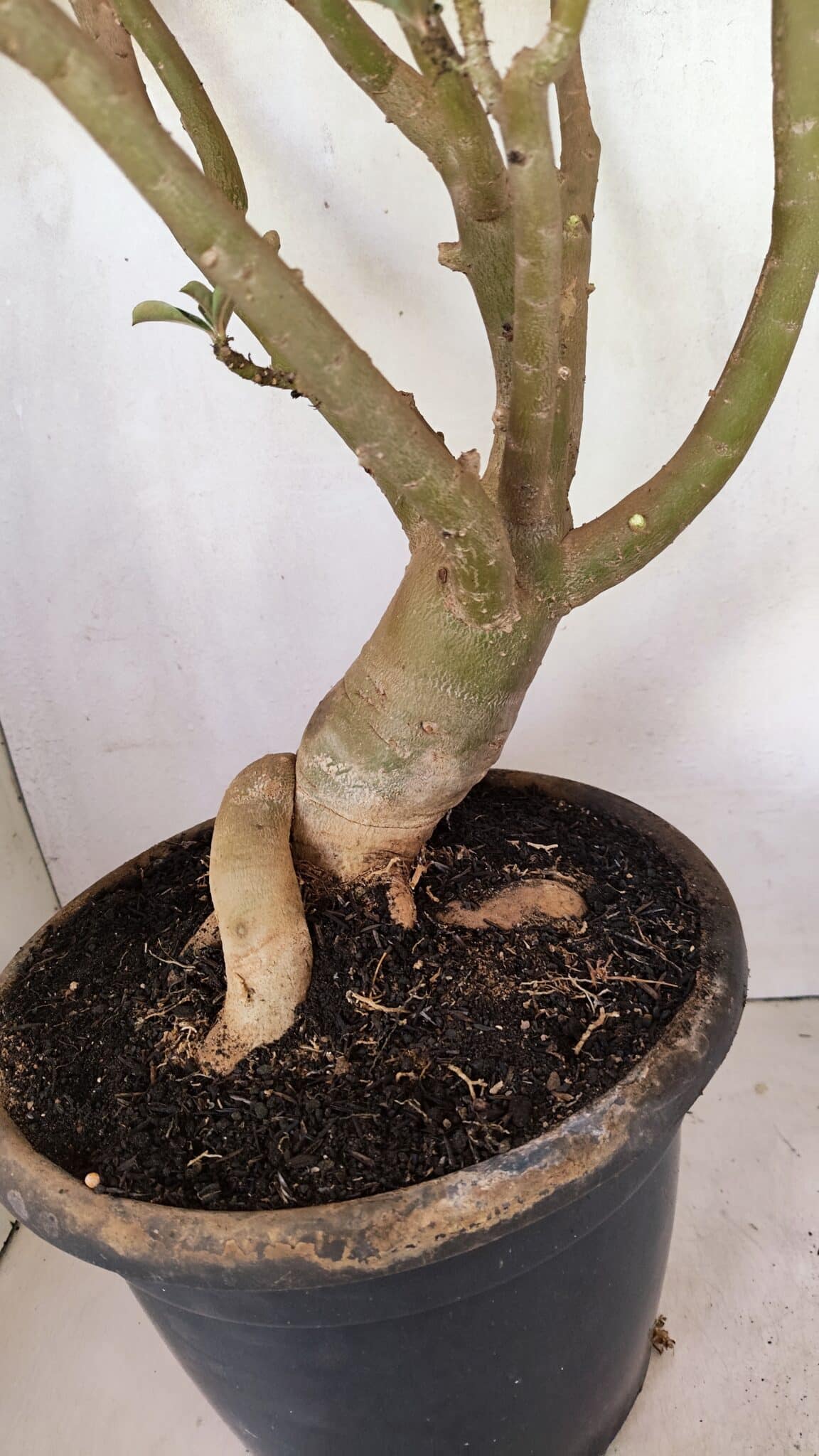 DOBRADA 3596 (9) Planta Dobrada 3596 – 70cm – 06 anos - Imagem 5