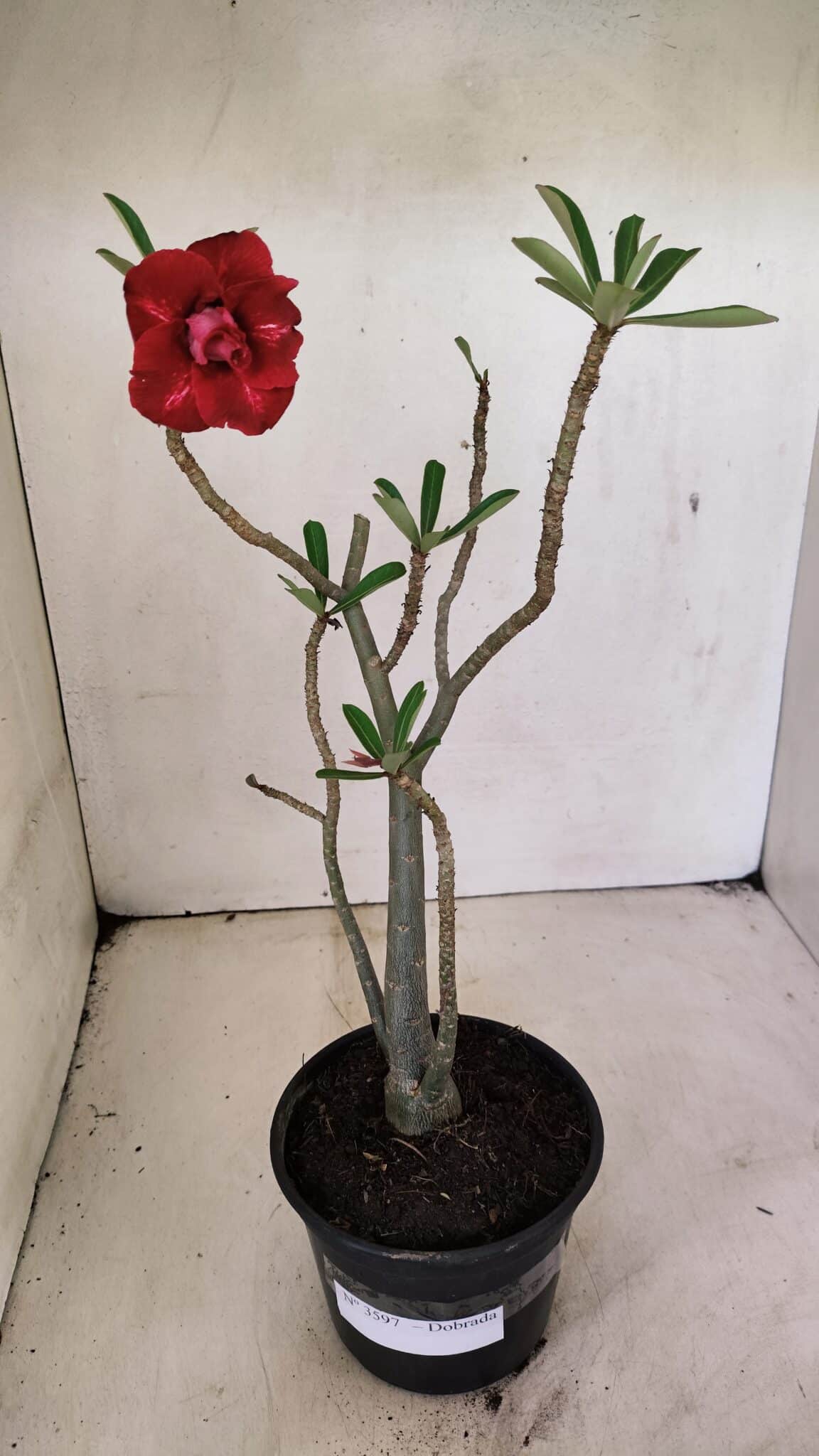 DOBRADA 3597 (1) Planta Dobrada 3597 – 35cm – 03 anos - Imagem 2
