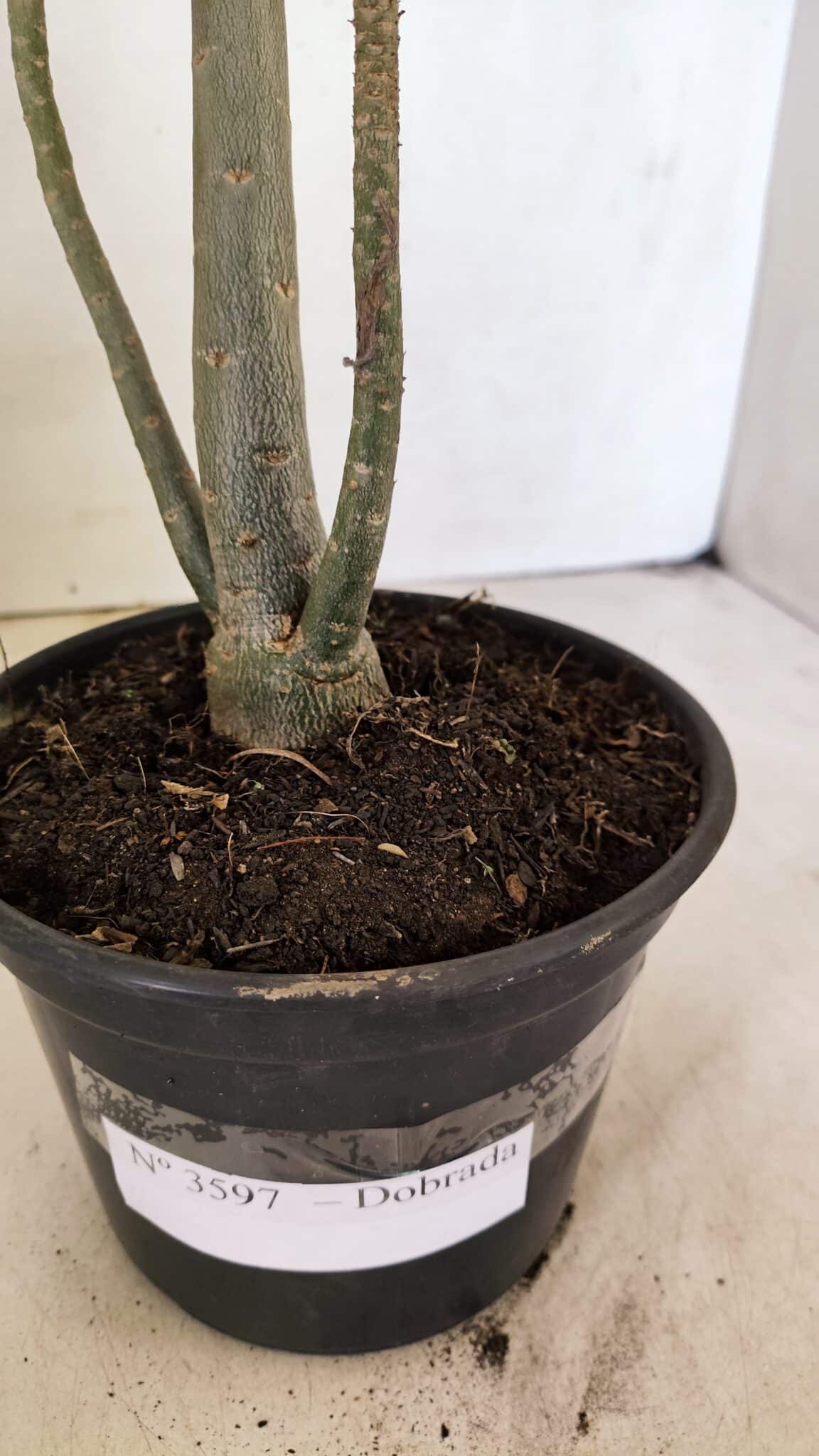 DOBRADA 3597 (2) Planta Dobrada 3597 – 35cm – 03 anos - Imagem 5
